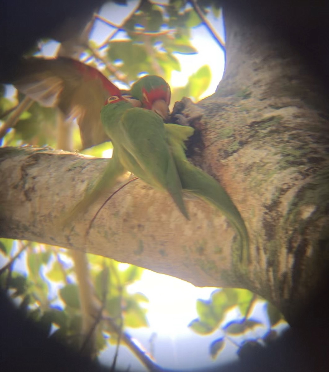 Conure à tête rouge - ML590339411