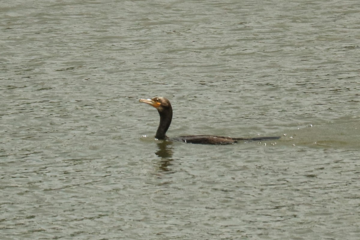 Great Cormorant - Jan Roedolf