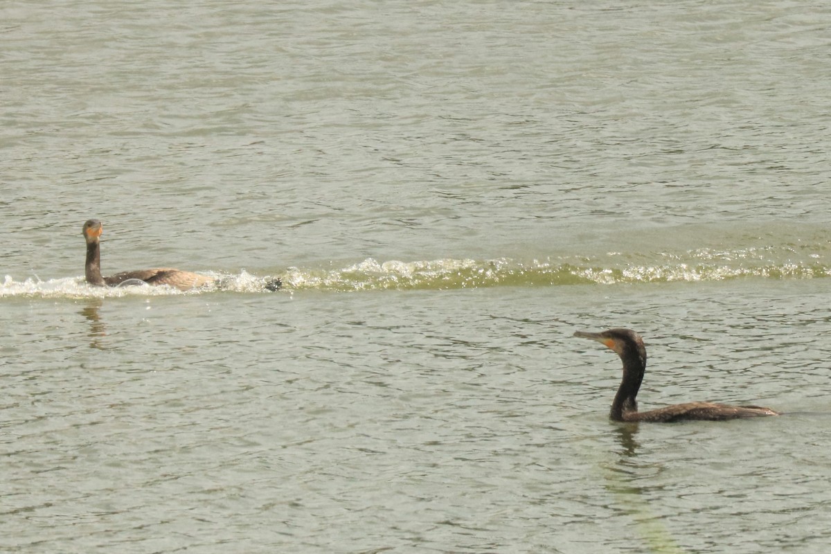 Great Cormorant - Jan Roedolf