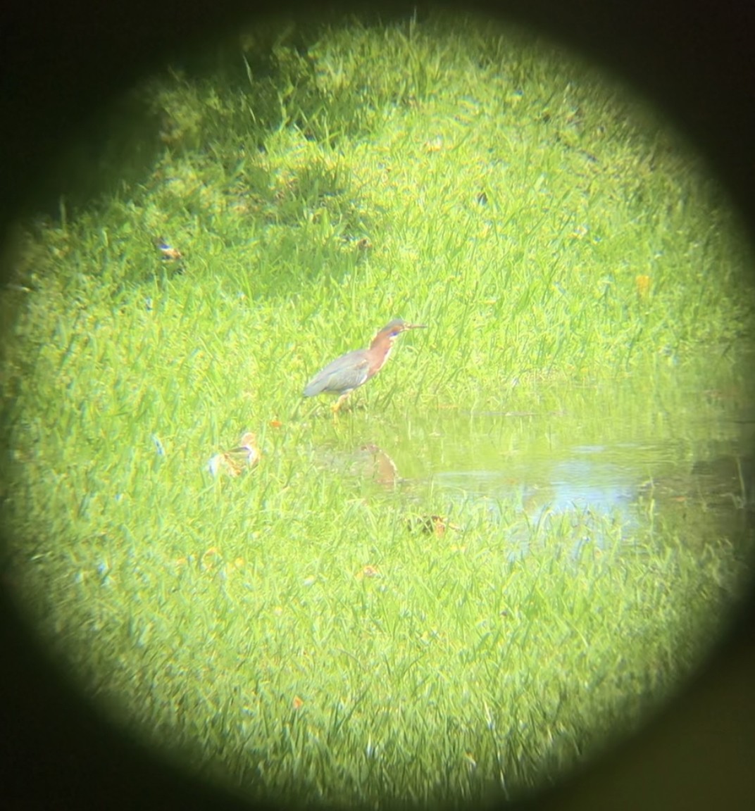 Green Heron - ML590339851