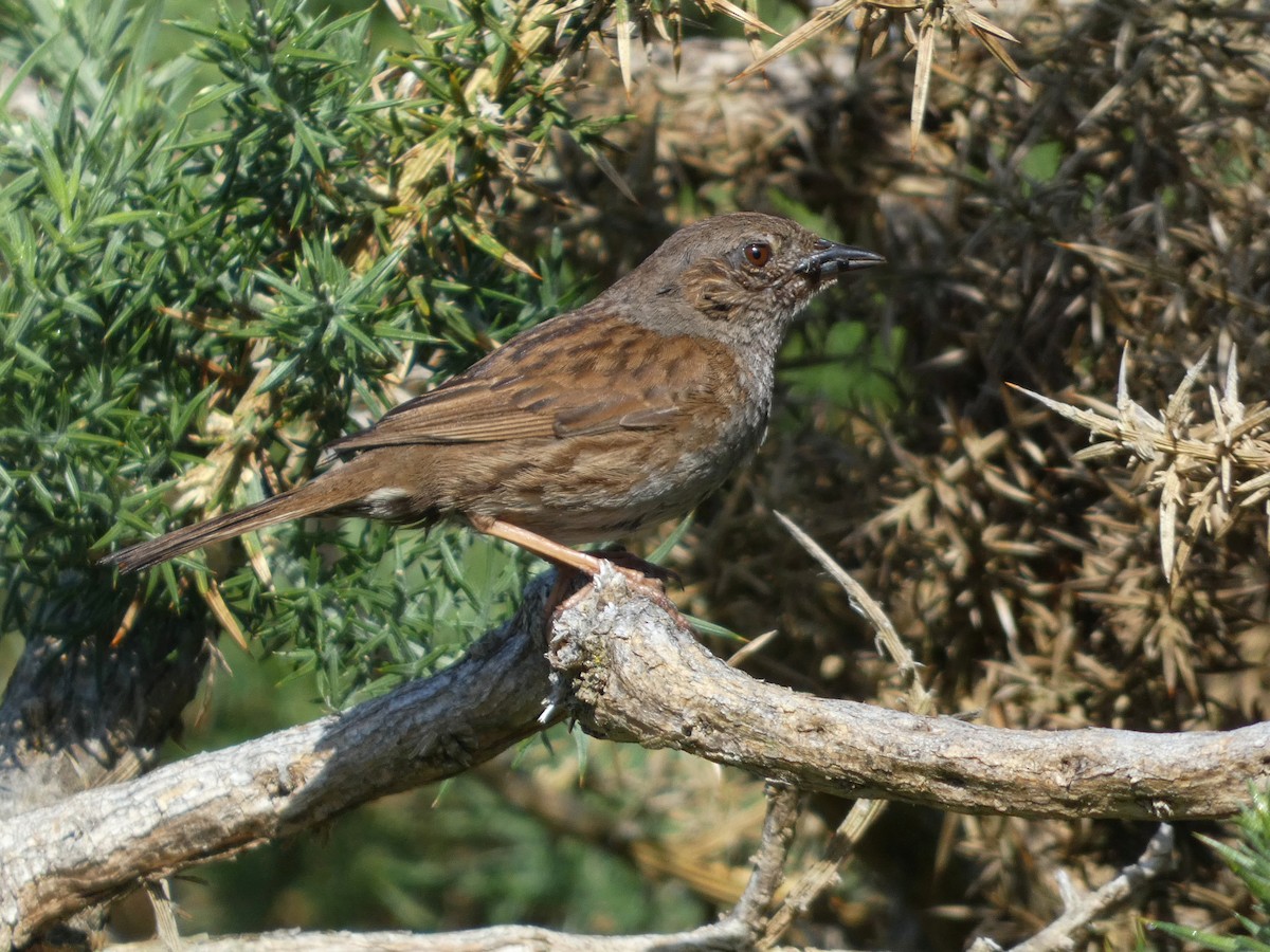 Dunnock - ML590340331