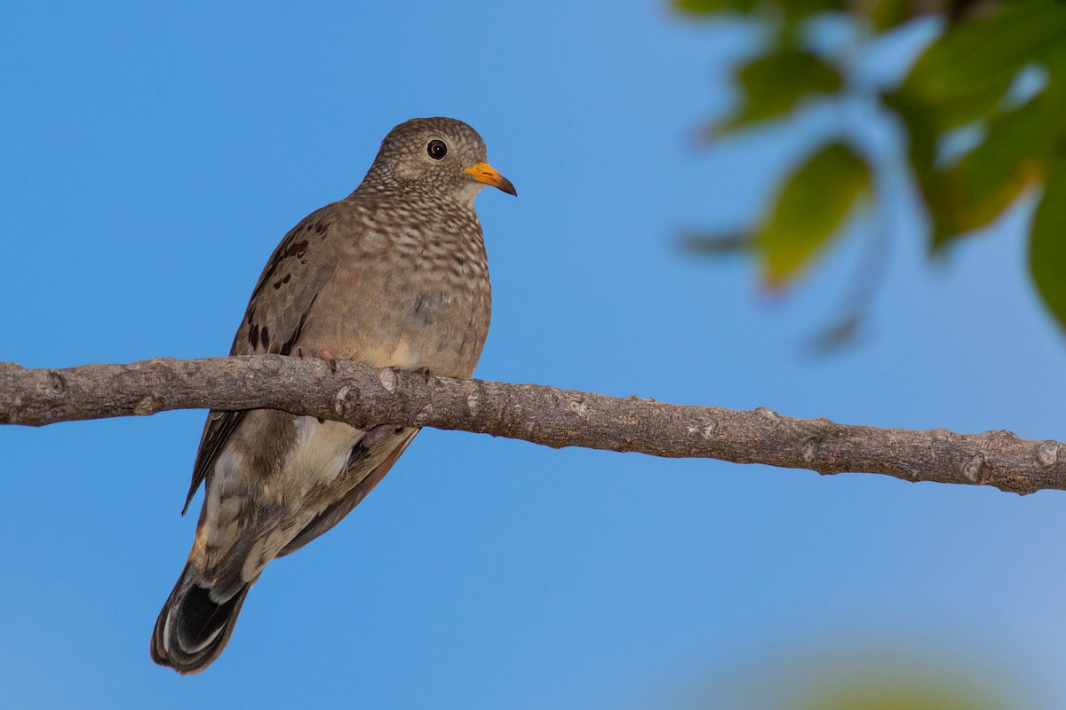 Common Ground Dove - ML590340811