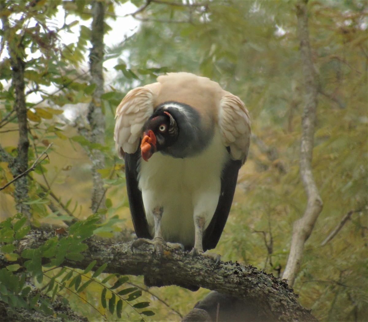 King Vulture - ML590340881