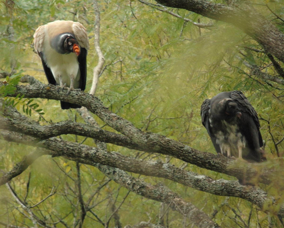 King Vulture - Oliver Kohler