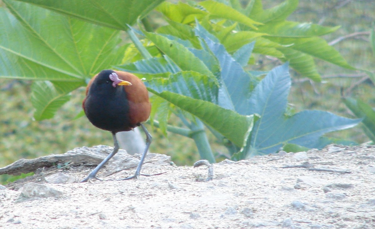 Wattled Jacana - ML590340951