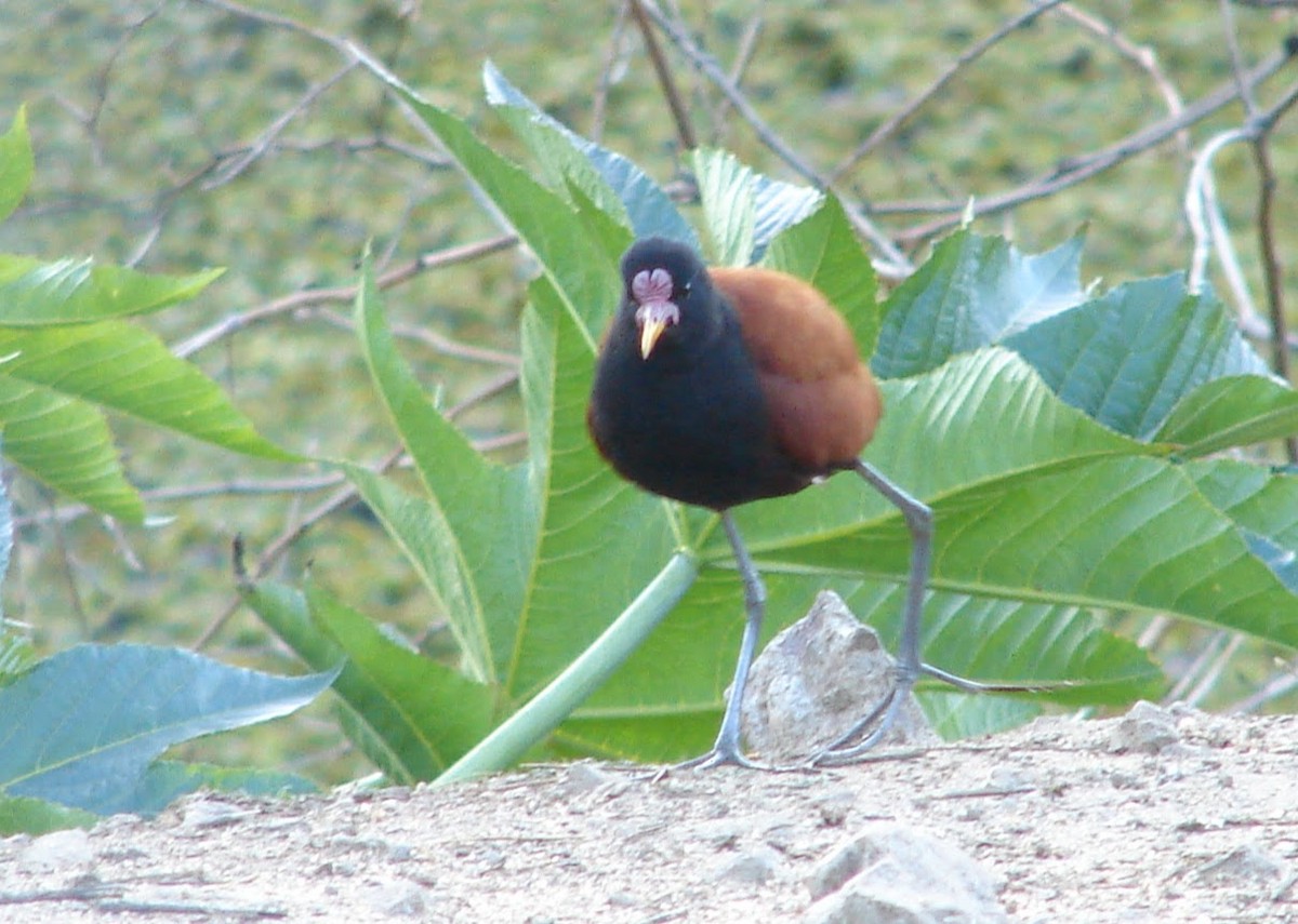 Wattled Jacana - ML590340961