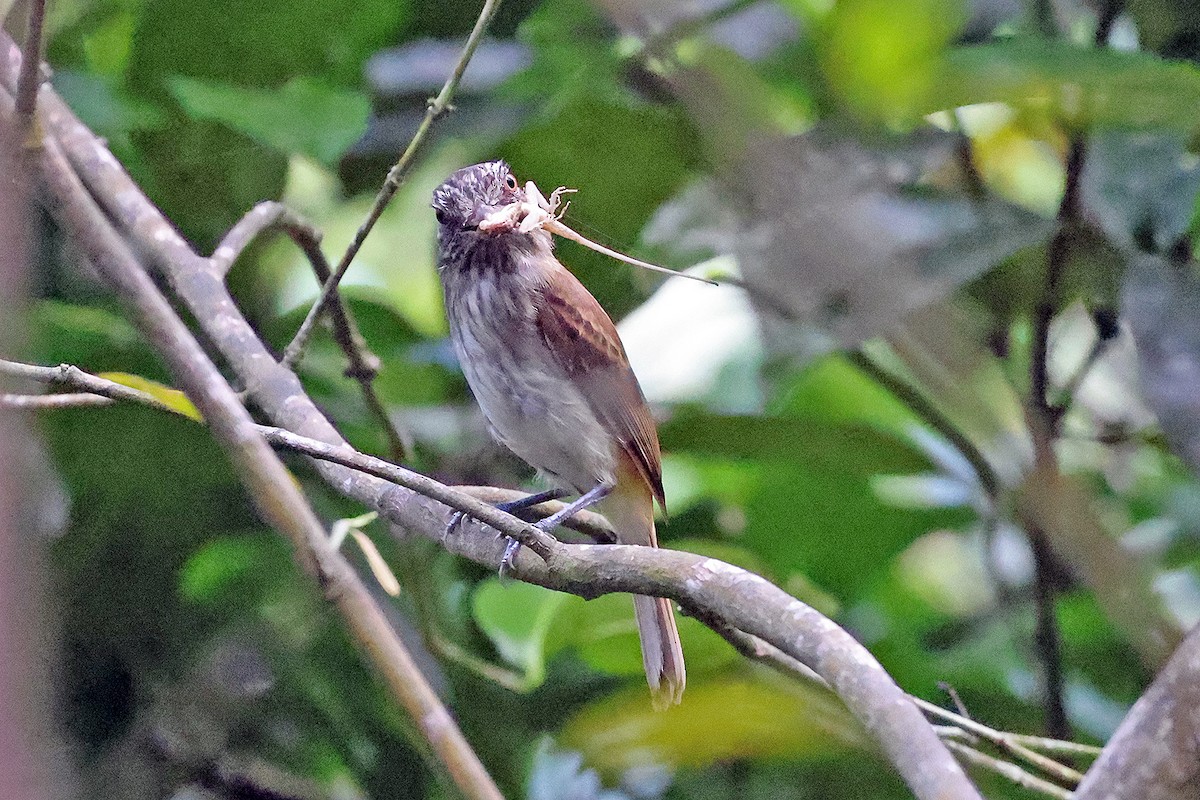 Bright-rumped Attila (Northern) - ML590343401