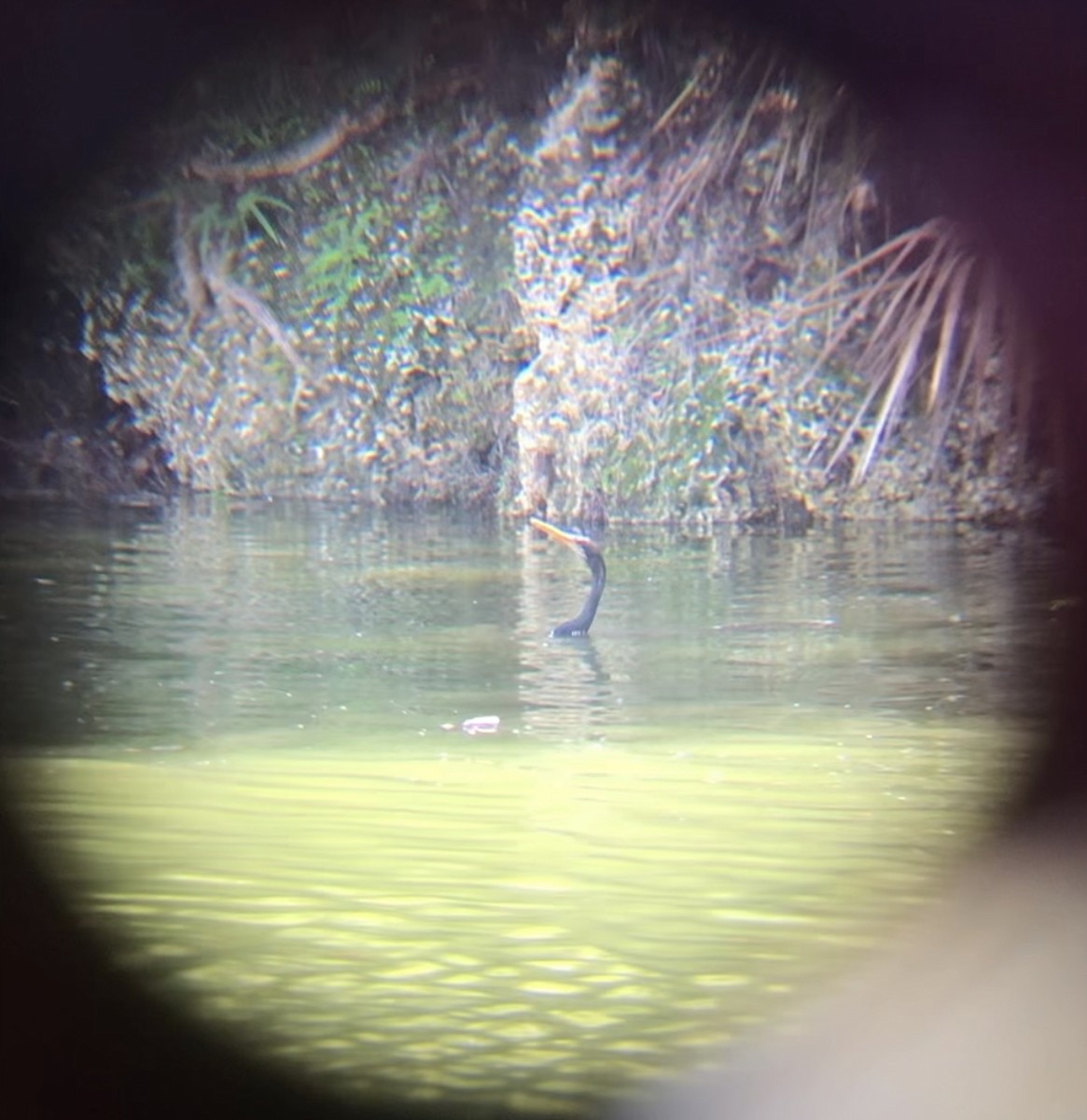 Anhinga Americana - ML590343421