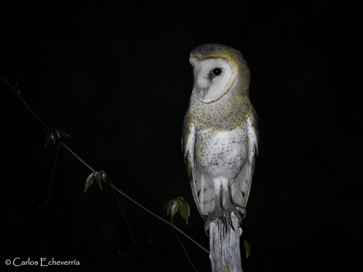 Barn Owl - ML59034531