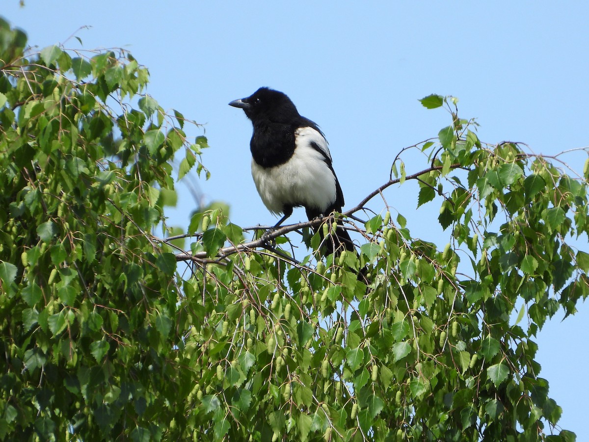 Eurasian Magpie - ML590345591