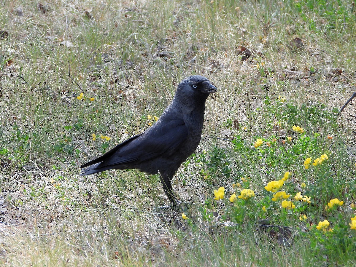 Eurasian Jackdaw - ML590345611