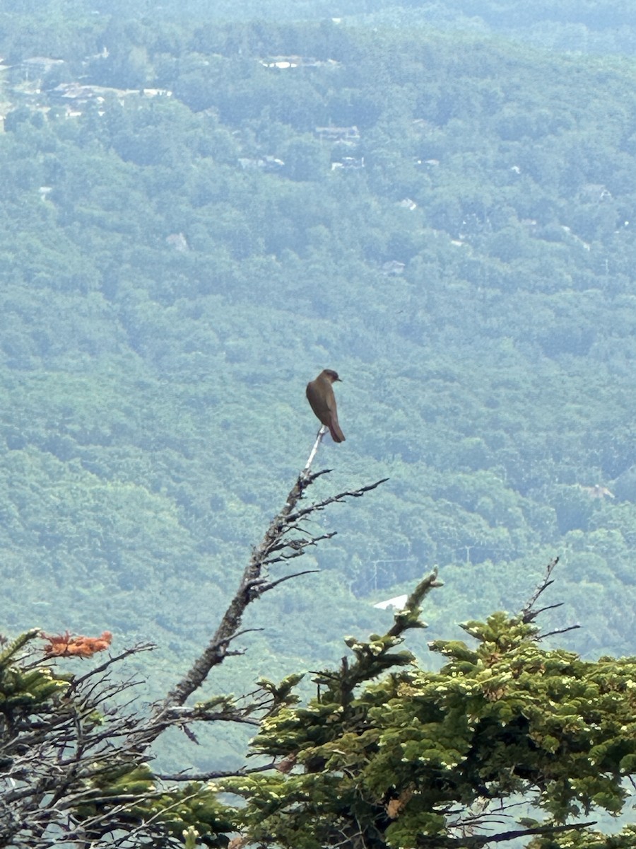 drozd newfoundlandský - ML590345811