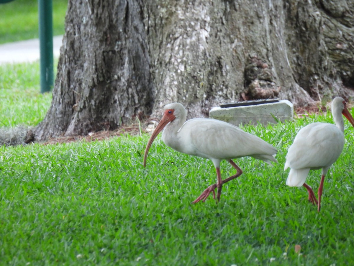 ibis bílý - ML590346681