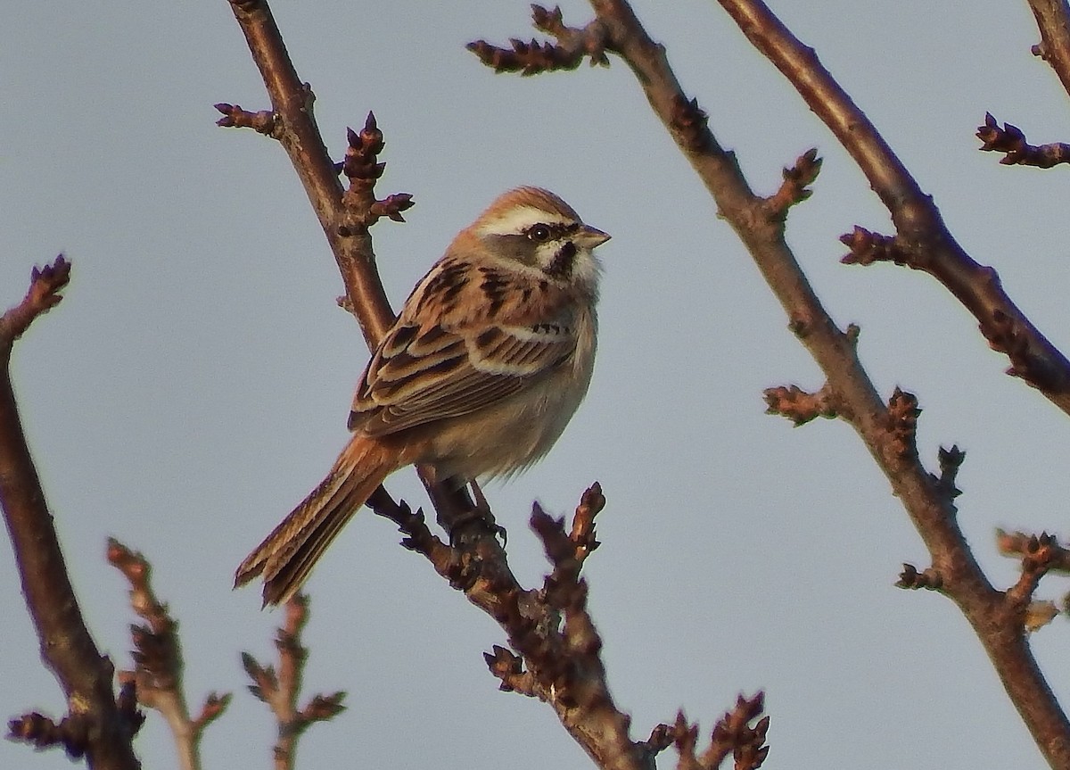 Rufous-backed Bunting - ML590347751