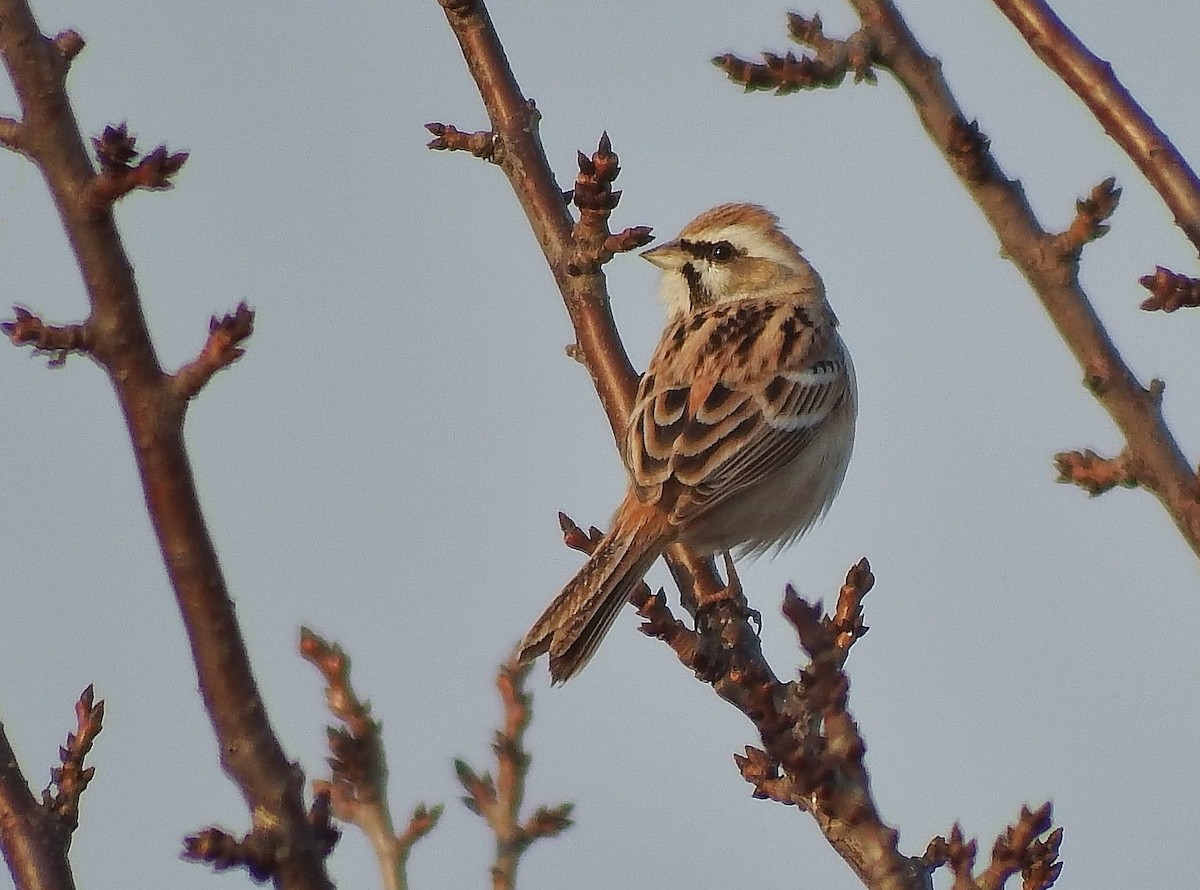 Rufous-backed Bunting - ML590347761