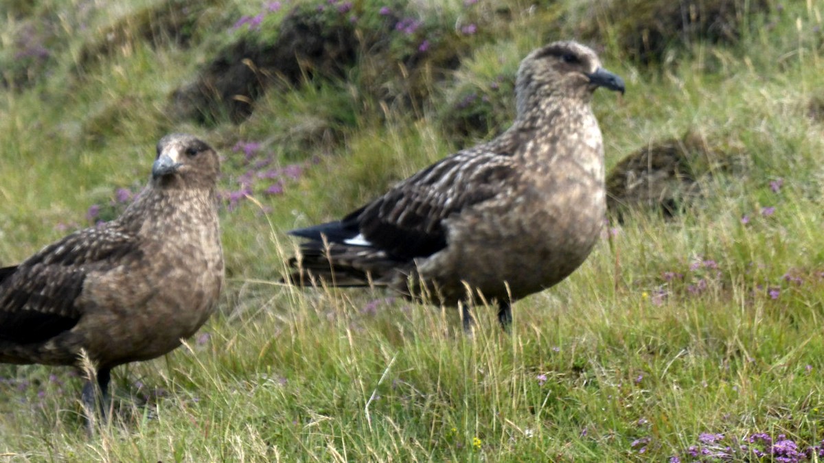 Great Skua - Edward Larrabee