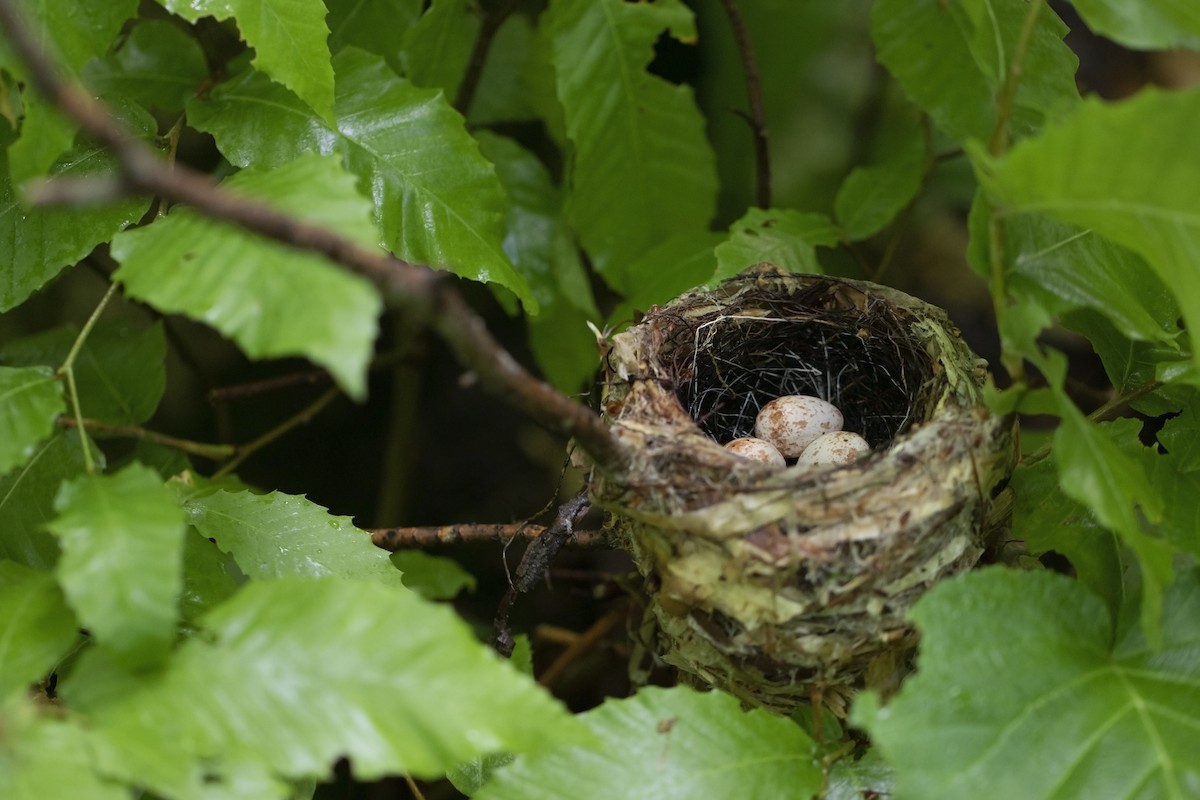 Black-throated Blue Warbler - ML590350161