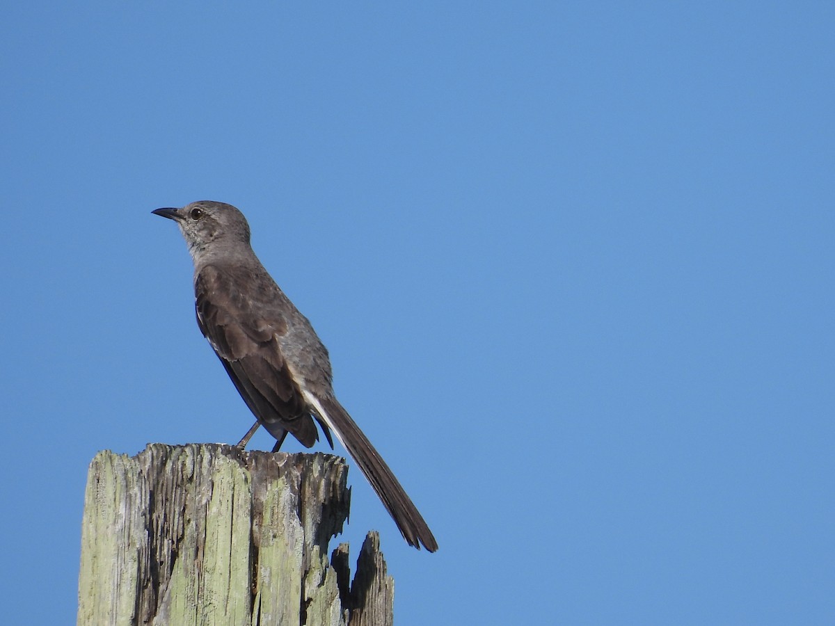 Northern Mockingbird - ML590350221