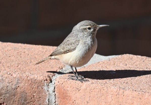 Rock Wren - ML590351181