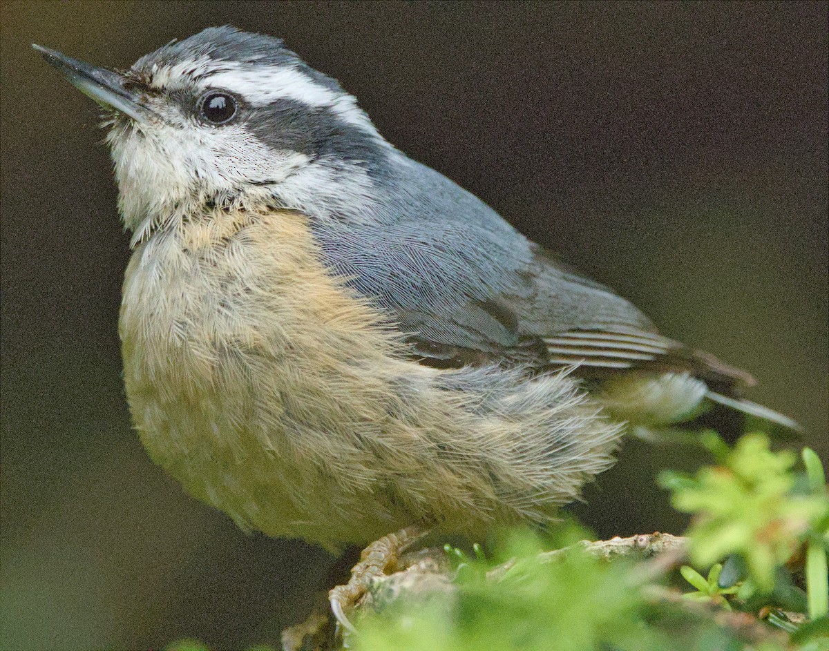 Red-breasted Nuthatch - ML590351301