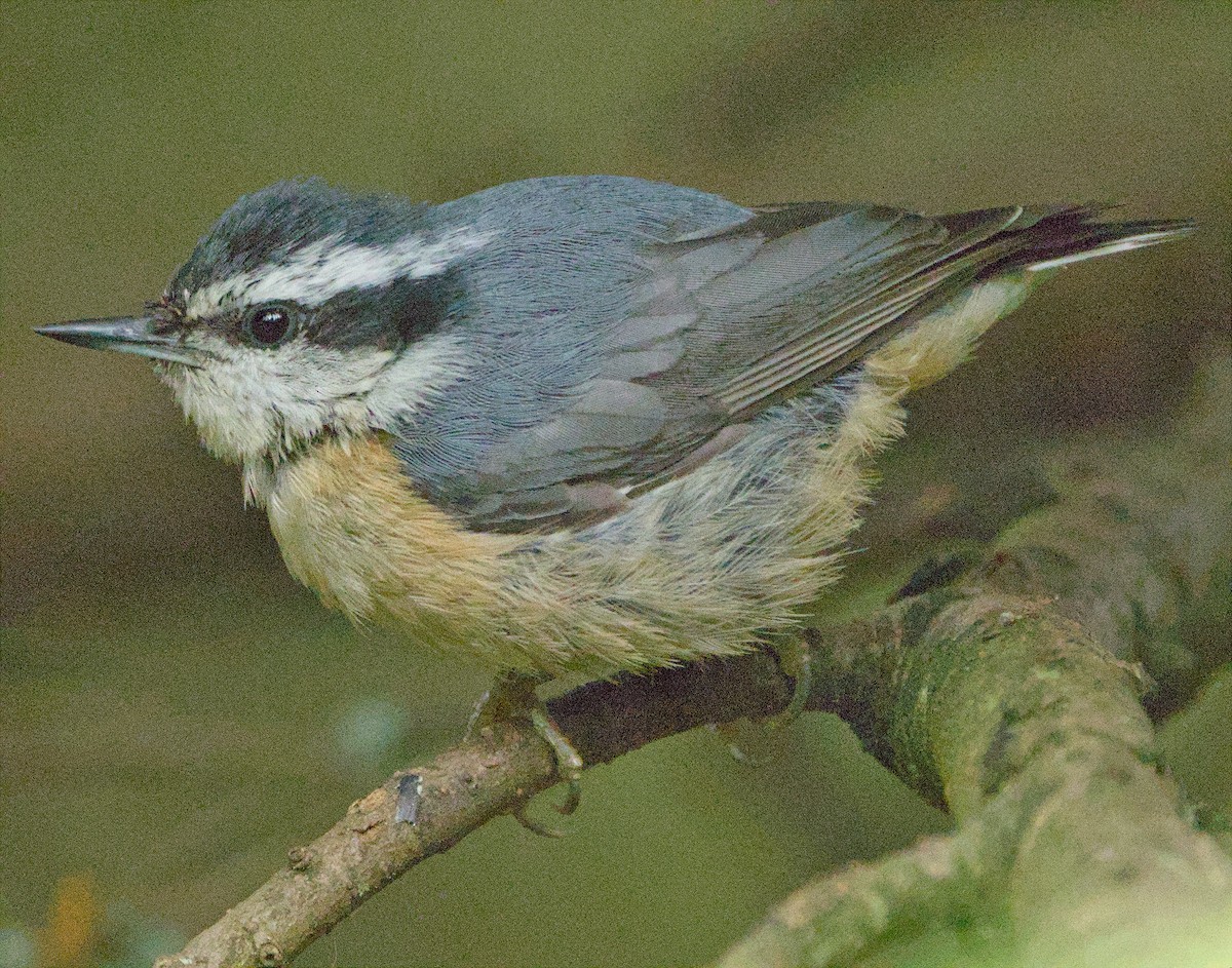 Red-breasted Nuthatch - ML590351311