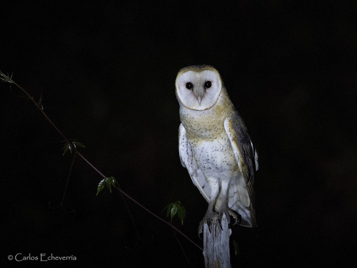 Barn Owl - ML59035171