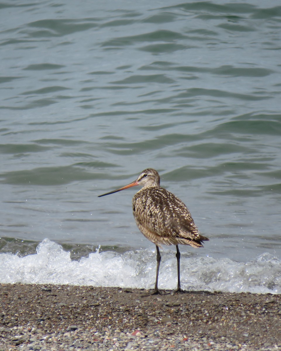 Marbled Godwit - ML590352071