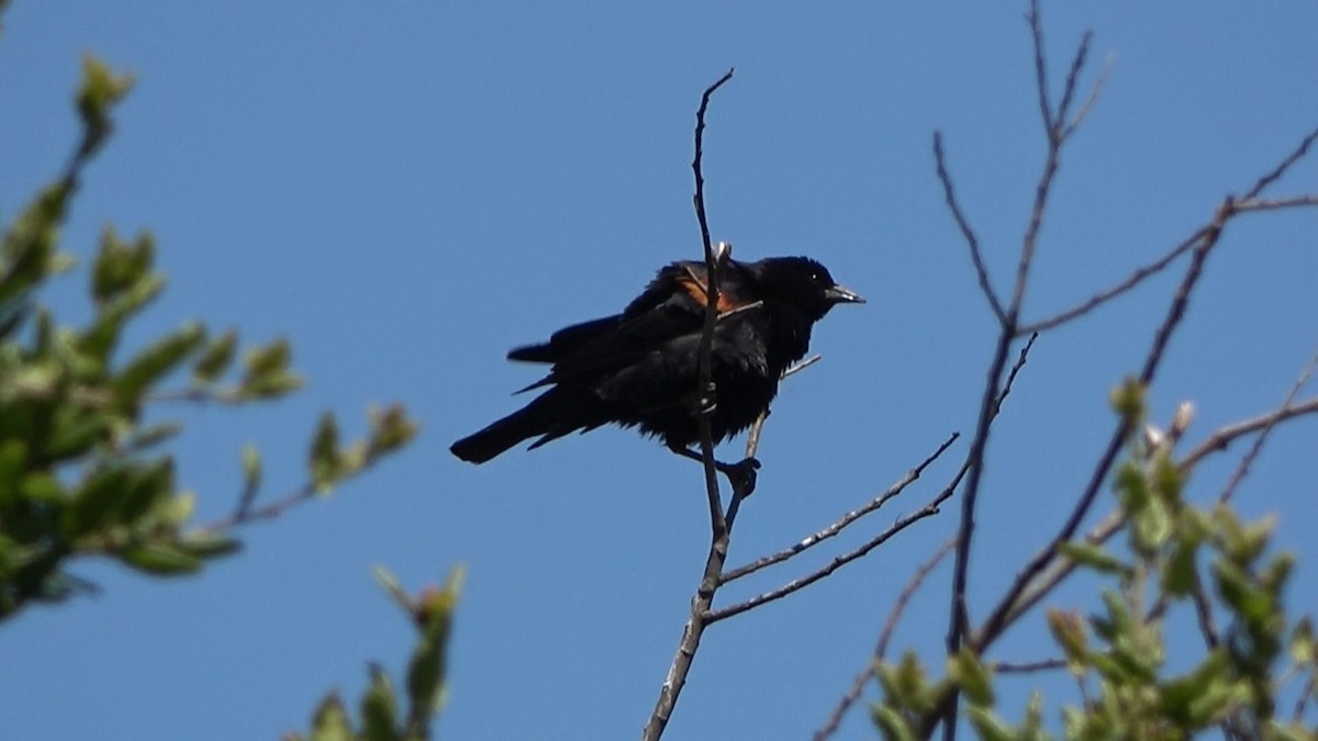 Red-winged Blackbird - ML590352611