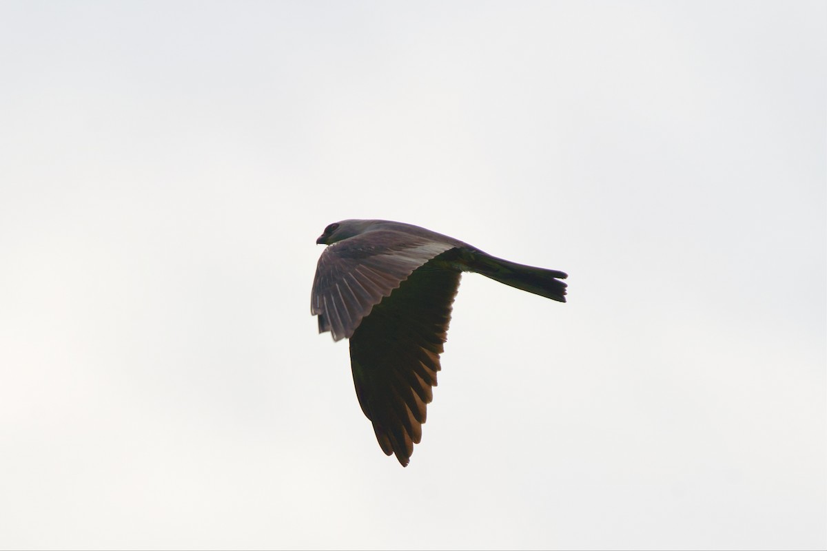 Mississippi Kite - ML590353191