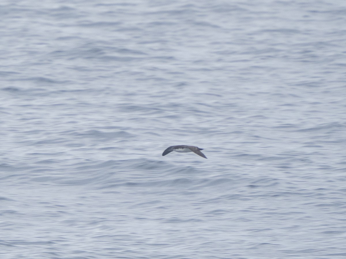 Galapagos Shearwater (Light-winged) - Steven Hunter