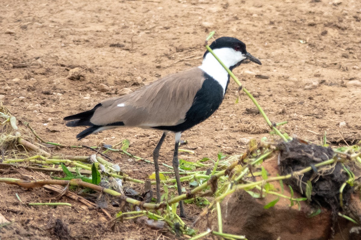 Spur-winged Lapwing - Hoiman Low