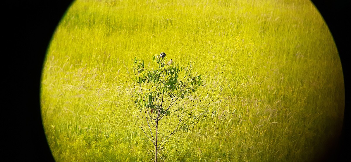 bobolink - ML590356951