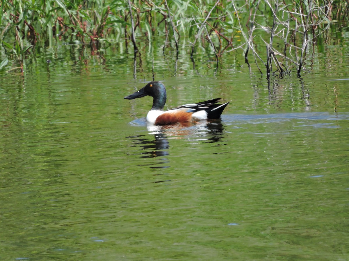 Northern Shoveler - Daniel Casey