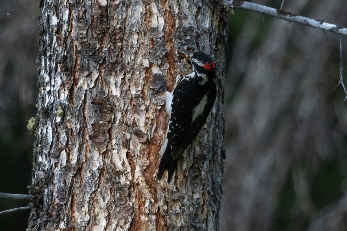 Hairy Woodpecker - ML590357711