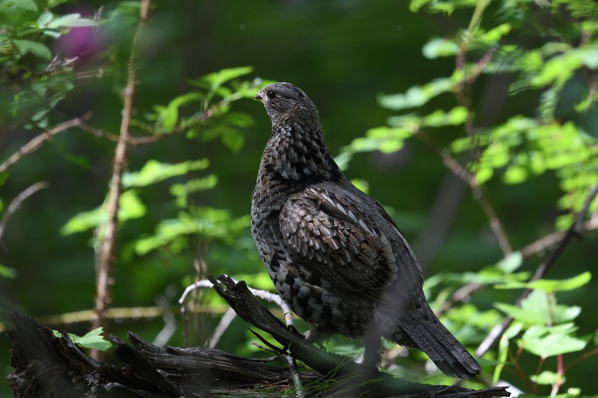 Ruffed Grouse - ML590358401