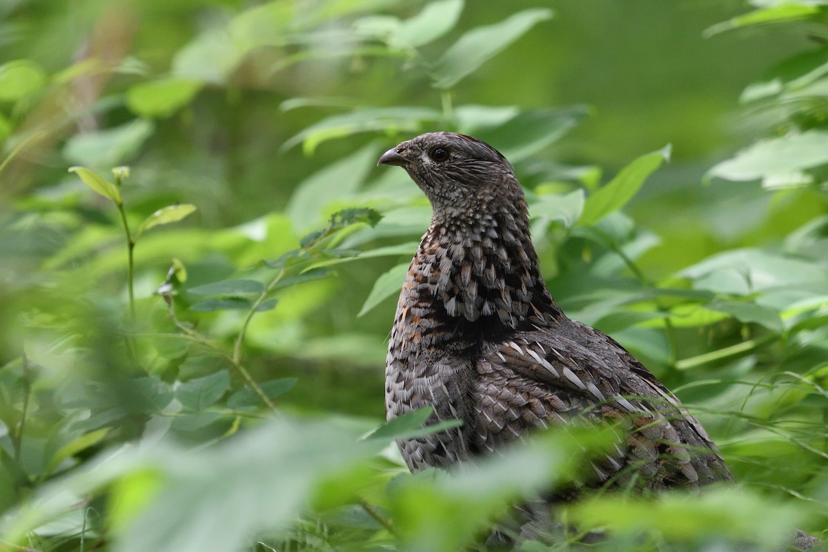 Ruffed Grouse - ML590358441