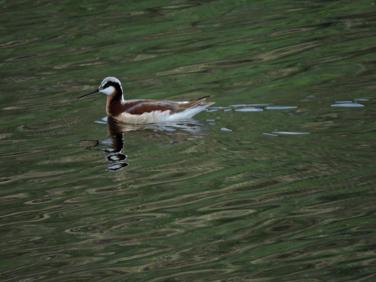 hvithalesvømmesnipe - ML59035851