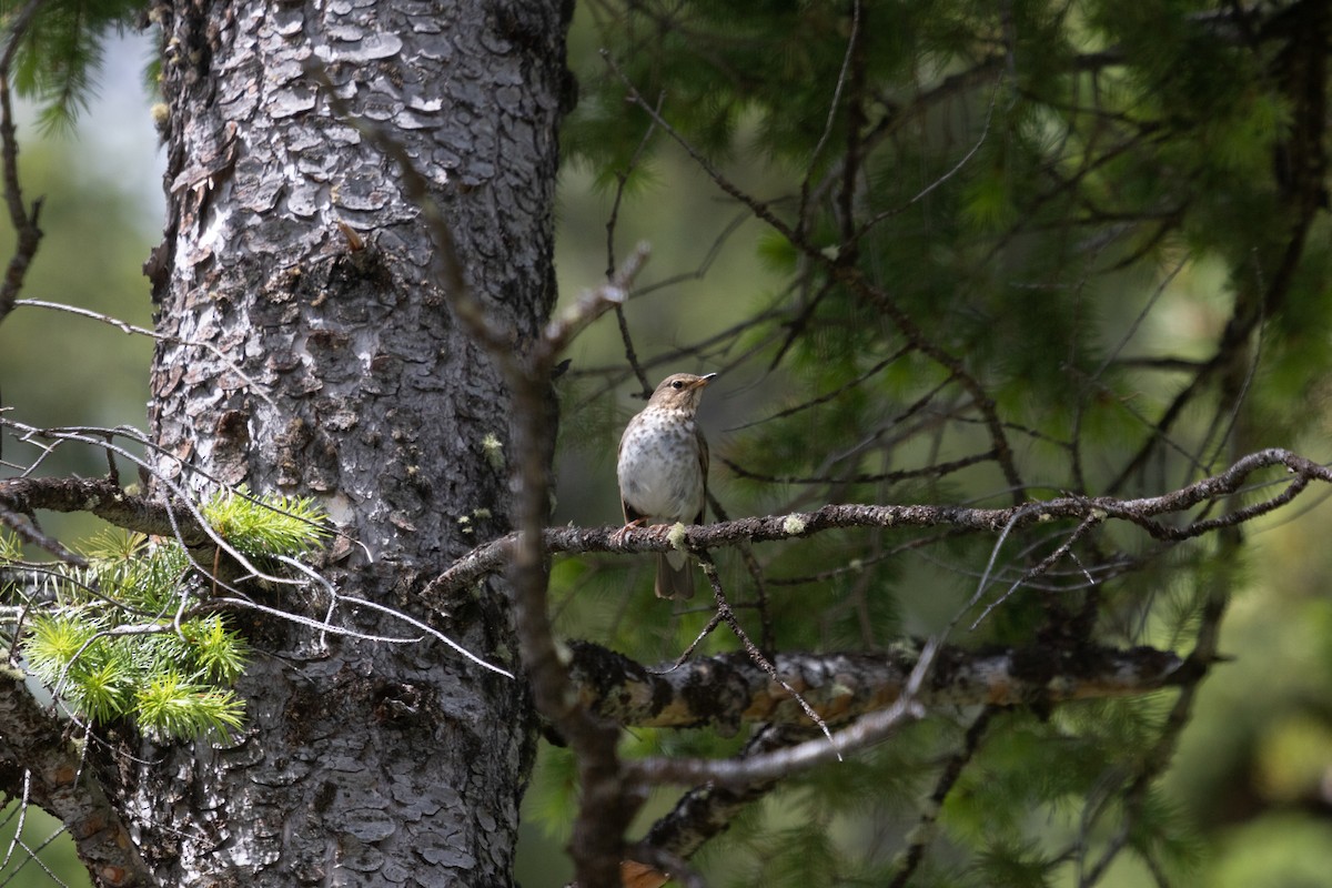 Swainson's Thrush - ML590358551