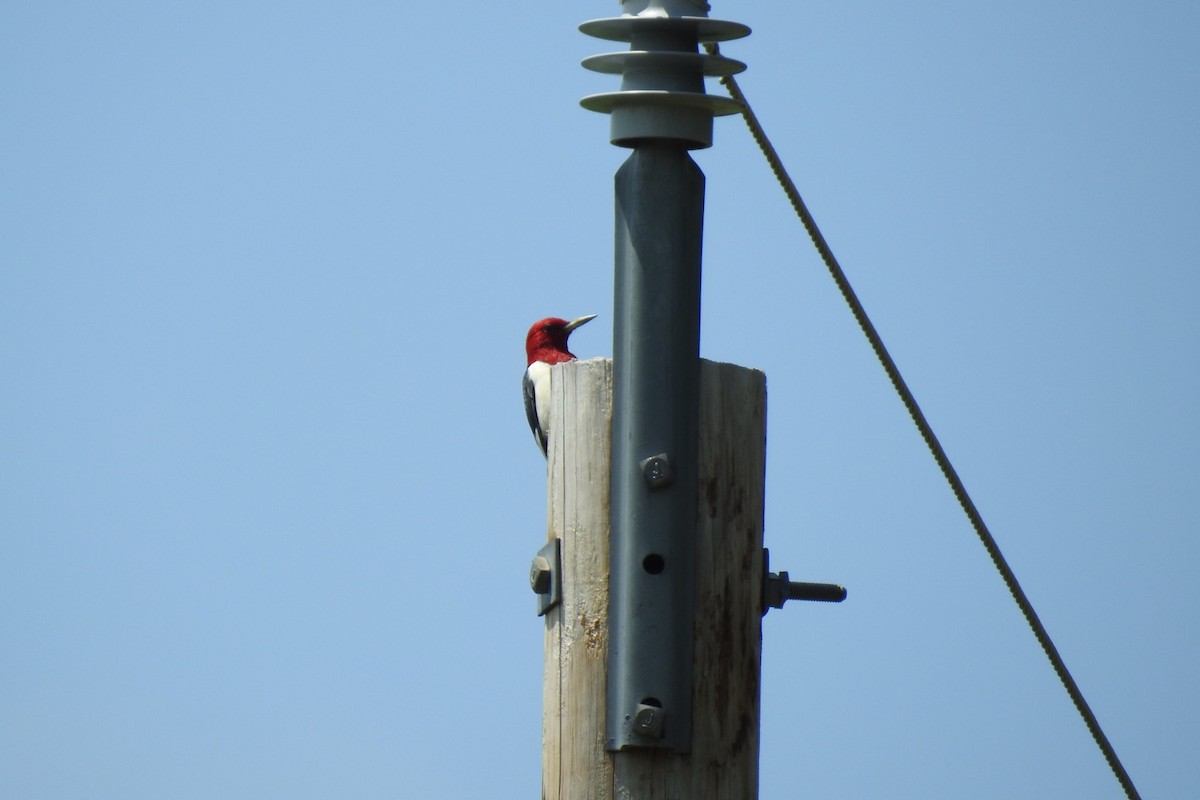 Red-headed Woodpecker - ML590360141