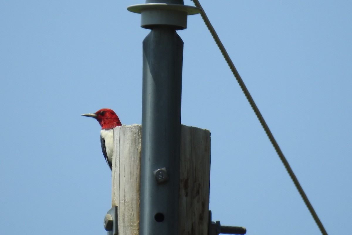 Red-headed Woodpecker - ML590360151