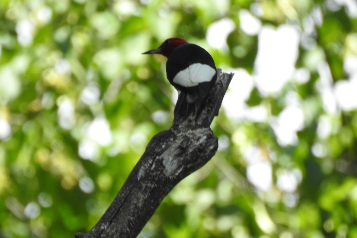 Red-headed Woodpecker - ML590360161