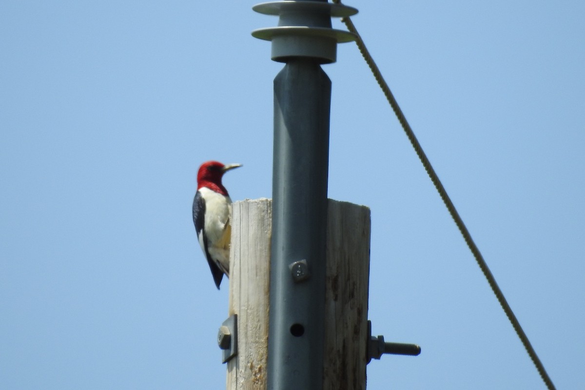 Red-headed Woodpecker - ML590360181