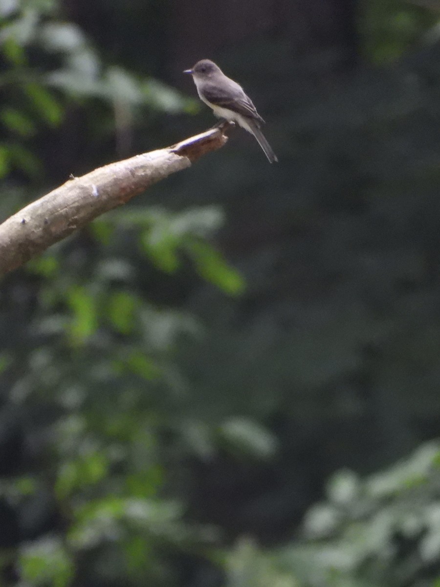 Eastern Phoebe - ML590360371