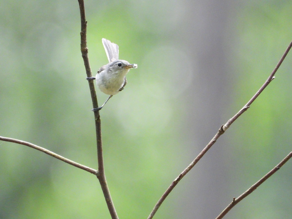 Blue-gray Gnatcatcher - ML590360411