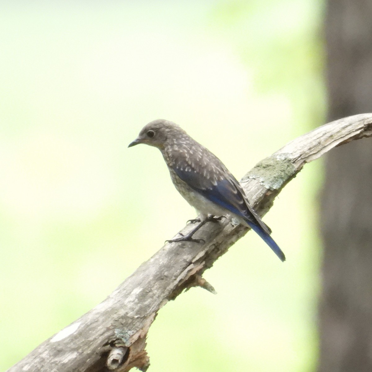 Eastern Bluebird - ML590360691
