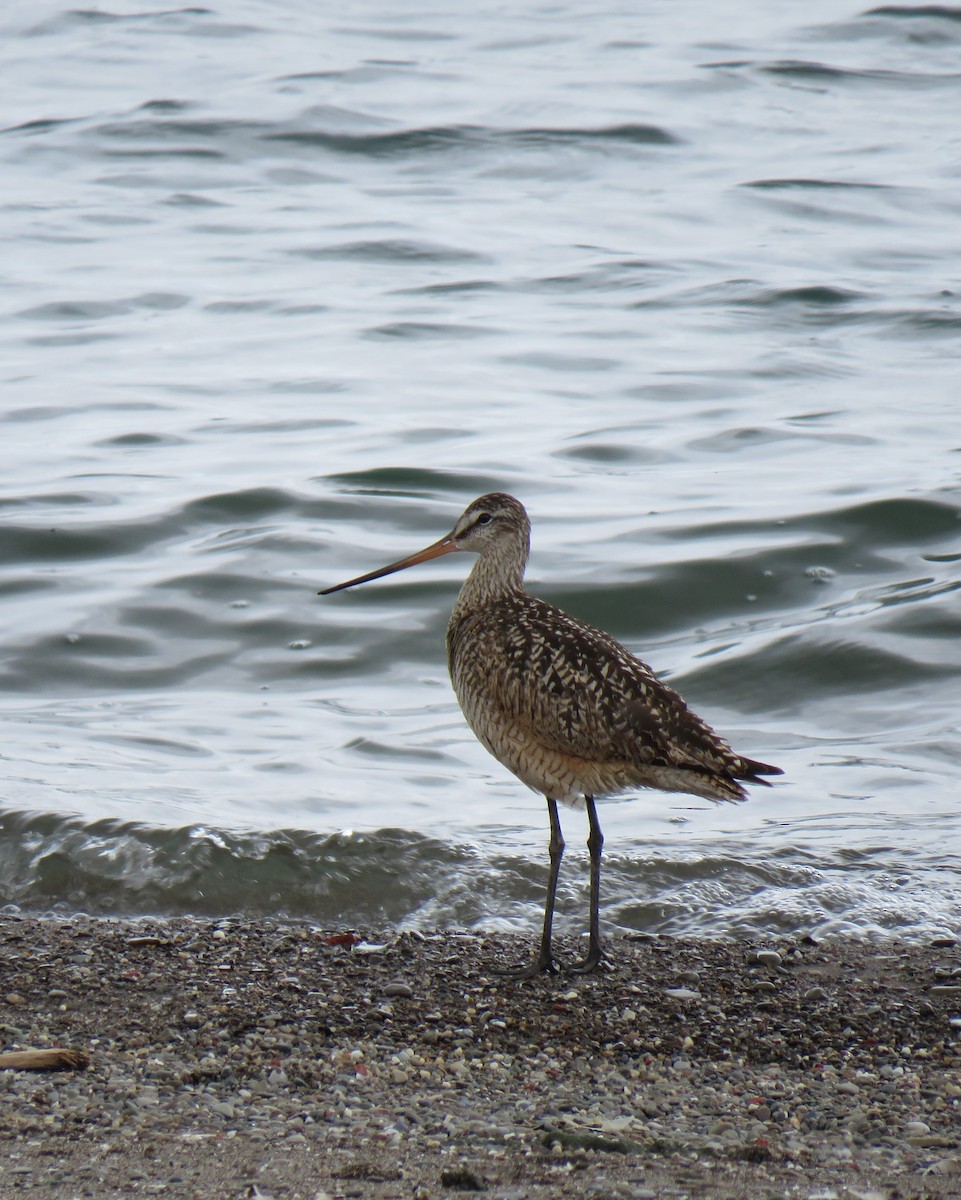 Marbled Godwit - Rich & Karen Kassouf