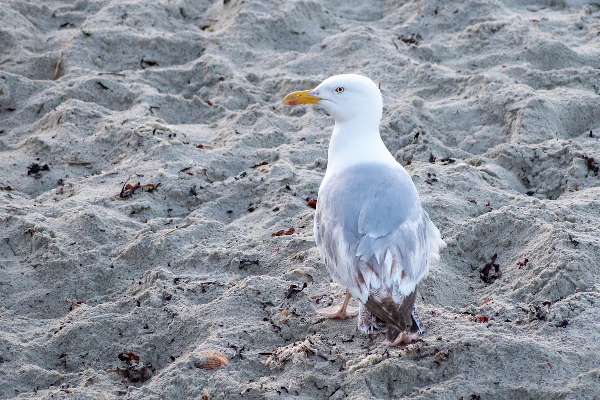 European Herring Gull - ML590360801