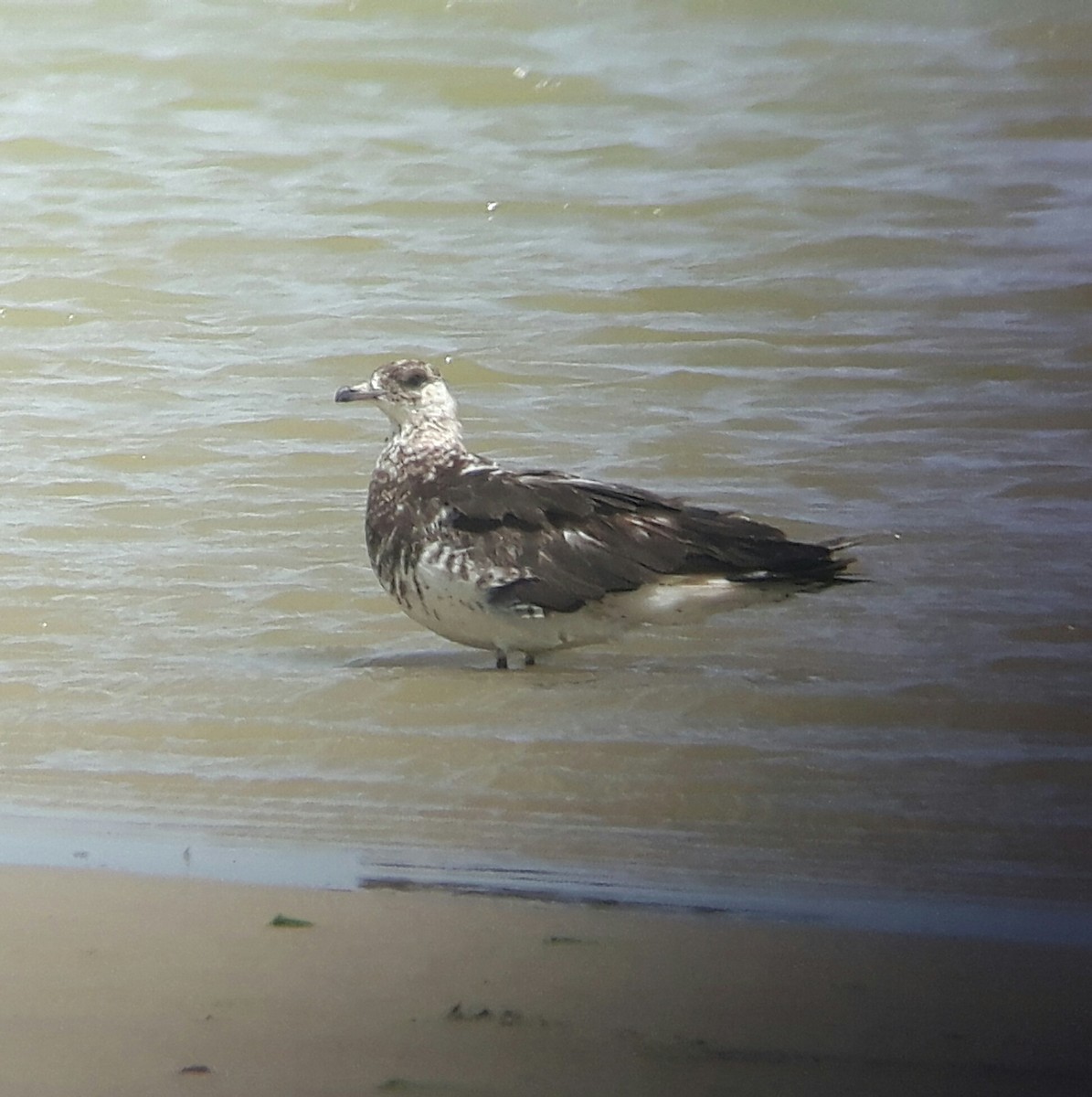 Parasitic Jaeger - ML59036171