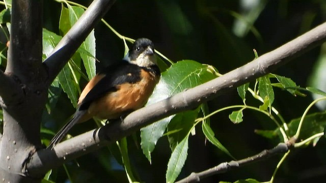 Cinnamon-rumped Seedeater - ML590361731