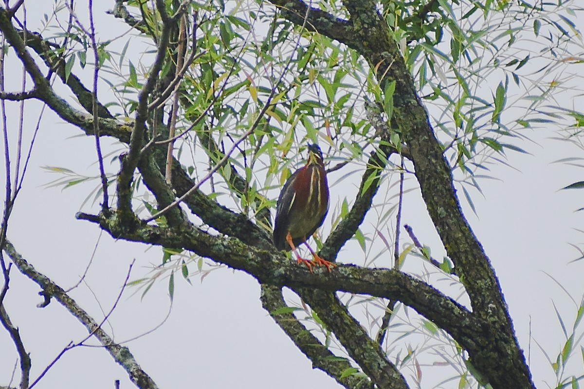 Green Heron - ML590362041